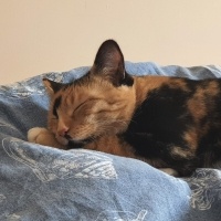 Tekir Kedi, Kedi  Boncuk fotoğrafı