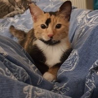 Tekir Kedi, Kedi  Boncuk fotoğrafı