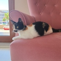 Tekir Kedi, Kedi  Boncuk fotoğrafı