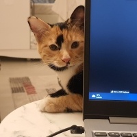 Tekir Kedi, Kedi  Boncuk fotoğrafı