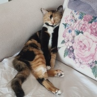 Tekir Kedi, Kedi  Boncuk fotoğrafı