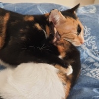 Tekir Kedi, Kedi  Boncuk fotoğrafı