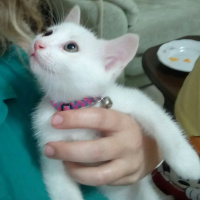 Van Kedisi, Kedi  Leo fotoğrafı