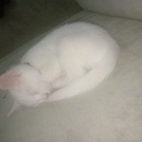 Van Kedisi, Kedi  Leo fotoğrafı