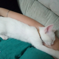 Van Kedisi, Kedi  Leo fotoğrafı