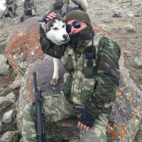 Sibirya Kurdu (Husky), Köpek  Paşa fotoğrafı