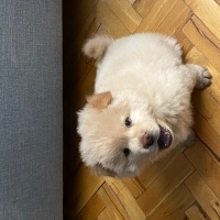 Chow Chow (çin Aslanı), Köpek  Arthur fotoğrafı