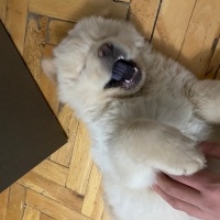 Chow Chow (çin Aslanı), Köpek  Arthur fotoğrafı