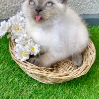 British Shorthair, Kedi  Reis fotoğrafı