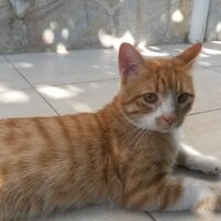 Tekir Kedi, Kedi  Hardal fotoğrafı