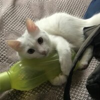 Ankara Kedisi, Kedi  Ayran fotoğrafı