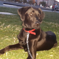Labrador Retriever, Köpek  gece fotoğrafı