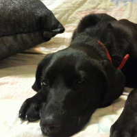 Labrador Retriever, Köpek  gece fotoğrafı