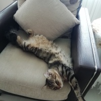 Tekir Kedi, Kedi  Hüsnü fotoğrafı