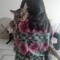 Tekir Kedi, Kedi  Hüsnü fotoğrafı