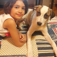 Türk Tazısı, Köpek  Gölge fotoğrafı