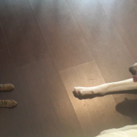 Türk Tazısı, Köpek  Gölge fotoğrafı