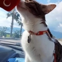 Tekir Kedi, Kedi  Suşi fotoğrafı