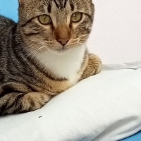 Tekir Kedi, Kedi  Suşi fotoğrafı