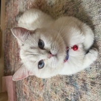 British Longhair, Kedi  Mia fotoğrafı