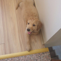Golden Retriever, Köpek  monche fotoğrafı