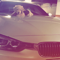 Golden Retriever, Köpek  monche fotoğrafı