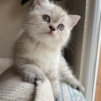 Scottish Fold, Kedi  Fırfır fotoğrafı