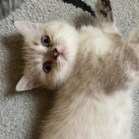 Scottish Fold, Kedi  Fırfır fotoğrafı