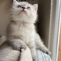 Scottish Fold, Kedi  Fırfır fotoğrafı