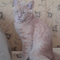 British Shorthair, Kedi  Cindy fotoğrafı
