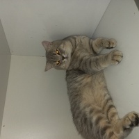British Shorthair, Kedi  Leo fotoğrafı