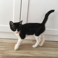 Tekir Kedi, Kedi  Seci fotoğrafı