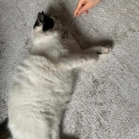 Norwegian Forest, Kedi  Bulut fotoğrafı