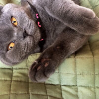 British Shorthair, Kedi  Fındık fotoğrafı