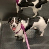Jack Russell Terrier, Köpek  Bubble fotoğrafı