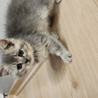 British Shorthair, Kedi  Boncuk fotoğrafı