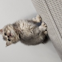 British Shorthair, Kedi  Boncuk fotoğrafı