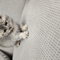 British Shorthair, Kedi  Boncuk fotoğrafı