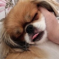 Pekingese, Köpek  Zeus fotoğrafı