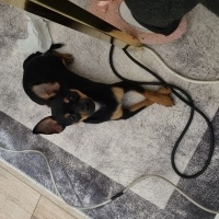 Minyatür Pinscher, Köpek  Nila fotoğrafı