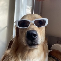 Golden Retriever, Köpek  Çedar fotoğrafı