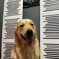 Golden Retriever, Köpek  Çedar fotoğrafı