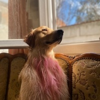 Golden Retriever, Köpek  Çedar fotoğrafı
