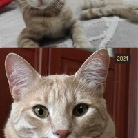 Sarman, Kedi  Karamel fotoğrafı