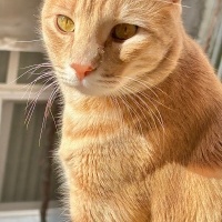 Sarman, Kedi  Karamel fotoğrafı