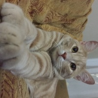 Sarman, Kedi  Karamel fotoğrafı