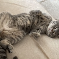 British Shorthair, Kedi  Çiko fotoğrafı