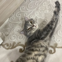 British Shorthair, Kedi  Çiko fotoğrafı