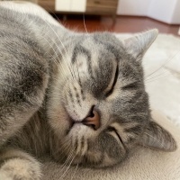 British Shorthair, Kedi  Çiko fotoğrafı