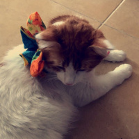 Tekir Kedi, Kedi  Mia fotoğrafı